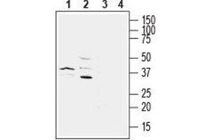 Western blot analysis of mouse  microglia cell line lysate (lanes 1 and 3) and rat brain membranes (lanes 2 and 4):1,2. (Pyrimidinergic Receptor P2Y, G-Protein Coupled, 6 (P2RY6) Peptide)