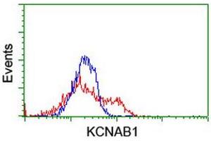 HEK293T cells transfected with either RC207384 overexpress plasmid (Red) or empty vector control plasmid (Blue) were immunostained by anti-KCNAB1 antibody (ABIN2455278), and then analyzed by flow cytometry. (KCNAB1 antibody)