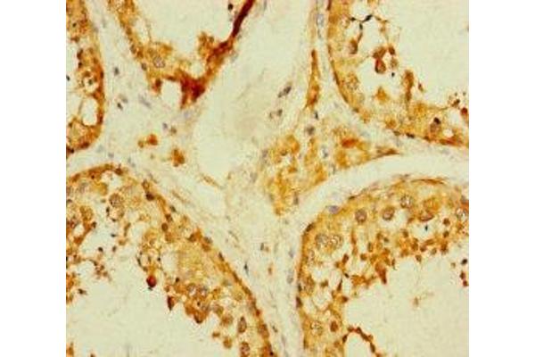 TADA2B antibody  (AA 29-328)