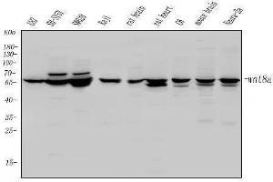 Western blot analysis of Wnt8a using anti-Wnt8a antibody (ABIN7600579).