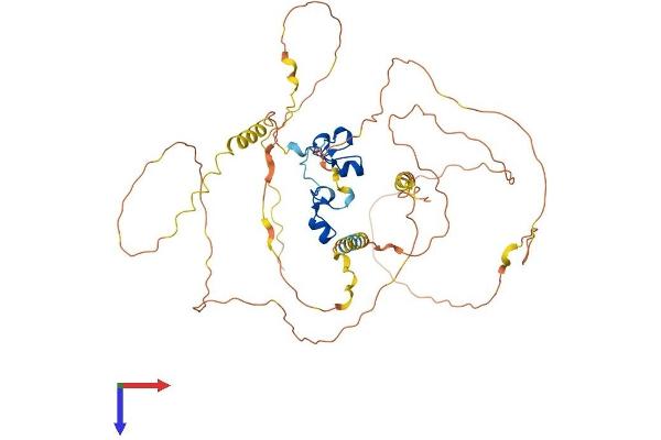 ZFP36L2 Protein (AA 1-494) (His tag)
