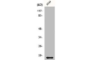 Western Blot analysis of A549 cells using Cystatin 11 Polyclonal Antibody (CST11 antibody  (C-Term))
