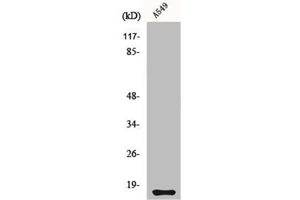 CST11 anticorps  (C-Term)