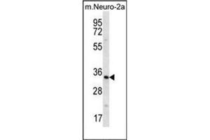 Western blot analysis of Peroxin 14 / PEX14 Antibody (Center) in mouse Neuro-2a cell line lysates (35ug/lane).