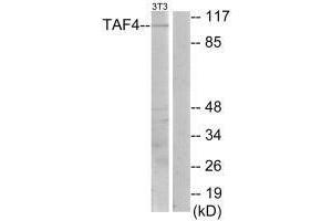 Western blot analysis of extracts from NIH-3T3 cells, using TAF4 antibody. (TAF4 antibody)