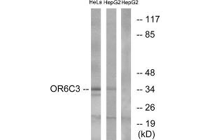 Western blot analysis of extracts from HeLa cells and HepG2 cells, using OR6C3 antibody.