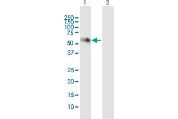 NOXA1 antibody  (AA 1-483)