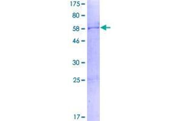 SDCBP2 Protein (AA 1-292) (GST tag)