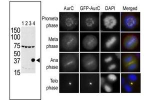 The anti-Aurora C Pab (ABIN390977 and ABIN2841163) is used in Western blot to detect Aurora C in lysates of 293 cells expressing Flag tag (lane 1), Flag-tagged Aurora A (lane 2), Flag-tagged Aurora B (lane 3) or Flag-tagged Aurora C (lane 4).