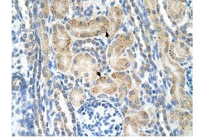 NRCAM antibody was used for immunohistochemistry at a concentration of 4-8 ug/ml to stain Epithelial cells of renal tubule (arrows) in Human Kidney.