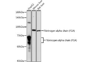 Western blot analysis of extracts of various cell lines, using Fibrinogen alpha chain (Fibrinogen alpha chain (FGA)) antibody (ABIN7267178) at 1:1000 dilution. (FGA antibody  (AA 1-100))