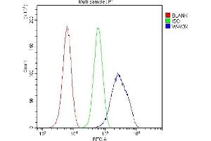Flow Cytometry analysis of U20S cells using anti-WWOX antibody (ABIN5693294). (WWOX antibody  (AA 1-245))