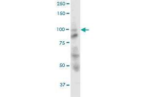 OPA1 MaxPab polyclonal antibody. (OPA1 antibody  (AA 1-960))