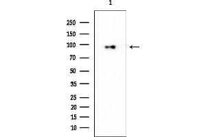 anti-Myotubularin Related Protein 4 (MTMR4) antibody