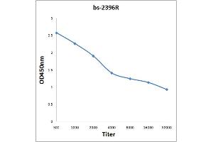 Antigen: 0. (GNMT antibody  (AA 51-150))