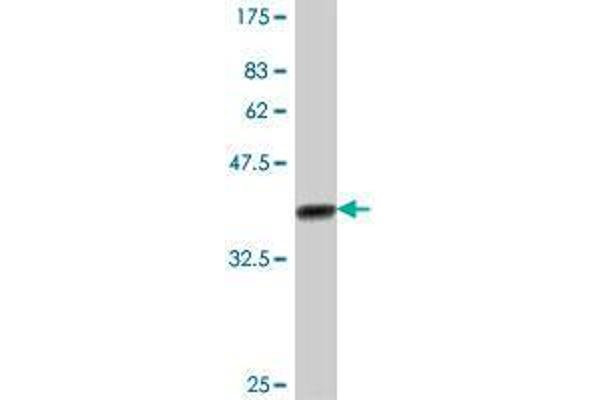 AKAP11 antibody  (AA 1801-1901)