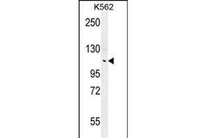 ANKRD18B Antibody (N-term) (ABIN655769 and ABIN2845209) western blot analysis in K562 cell line lysates (35 μg/lane). (ANKRD18B antibody  (N-Term))