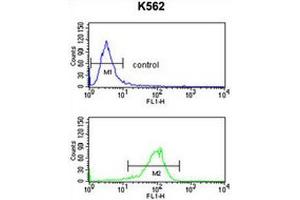 ATP1B2 Antibody (Center) flow cytometry analysis of K562 cells (bottom histogram) compared to a negative control cell (top histogram).