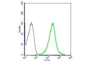 Human A549 cell lysates probed with Rabbit Anti-MRP1 Polyclonal Antibody, Unconjugated . (Multidrug-Resistance Like Protein 1 antibody  (AA 501-600))