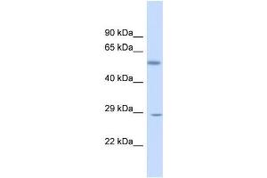 Human Fetal Liver; Host: Rabbit. (KLF9 antibody  (N-Term))
