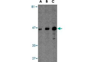 Western blot analysis of MICA in A-20 cell lysate with MICA polyclonal antibody  at (A) 0. (MICA antibody  (C-Term))