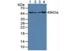 Figure. (OAT antibody  (AA 1-301))