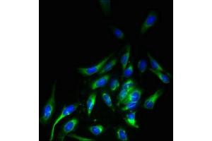 Immunofluorescent analysis of Hela cells using ABIN7158170 at dilution of 1:100 and Alexa Fluor 488-congugated AffiniPure Goat Anti-Rabbit IgG(H+L) (LRRC3B antibody  (AA 34-204))