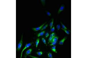 Immunofluorescent analysis of Hela cells using ABIN7158170 at dilution of 1:100 and Alexa Fluor 488-congugated AffiniPure Goat Anti-Rabbit IgG(H+L)
