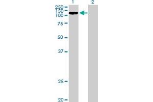 Western Blot analysis of CCDC66 expression in transfected 293T cell line by CCDC66 MaxPab polyclonal antibody. (CCDC66 antibody  (AA 1-831))