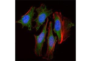 Immunofluorescence analysis of HeLa cells using CLOCK monoclonal antibody, clone 8F7  (green).