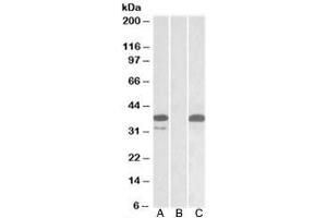 Western blot testing of HEK293 lysate overexpressing human PIM2-MYC with PIM2 antibody (0. (PIM2 antibody)