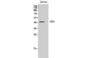 Western Blotting (WB) image for anti-Complement Decay-Accelerating Factor (CD55) (Internal Region) antibody (ABIN3183777) (CD55 antibody  (Internal Region))