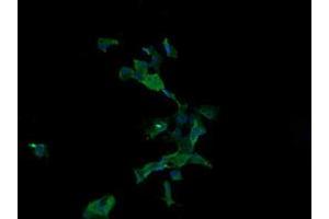Image no. 2 for anti-Anaphase Promoting Complex Subunit 11 (ANAPC11) antibody (ABIN1496631) (ANAPC11 antibody)