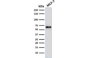 Western Blot Analysis of human MCF-7 cell lysate using Estrogen Receptor alpha Mouse Monoclonal Antibody (ER506).