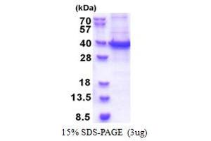 RNA Binding Motif Protein 11 (RBM11) (AA 1-281) protein (His tag)