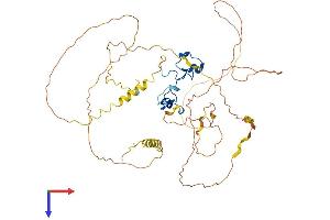ZFP36L2 Protein (AA 1-484) (His tag)