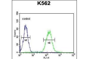 CNGA2 Antibody (N-term) (ABIN651051 and ABIN2840047) flow cytometric analysis of K562 cells (right histogram) compared to a negative control cell (left histogram). (CNGA2 antibody  (N-Term))