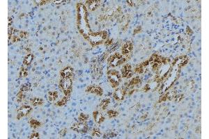 ABIN6278267 at 1/100 staining Mouse kidney tissue by IHC-P. (KIF3A antibody  (C-Term))