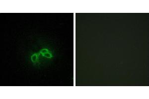 Peptide - +Immunofluorescence analysis of 3T3 cells, using BLCAP antibody. (BLCAP antibody)