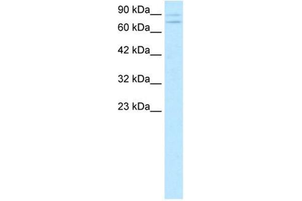 ZNF81 antibody  (Middle Region)