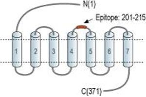 anti-Chemokine-Like Receptor 1 (CMKLR1) (2nd Extracellular Loop), (AA 201-215) antibody