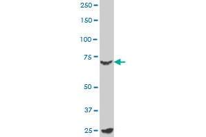 MYBL2 monoclonal antibody (M02), clone 1C7 Western Blot analysis of MYBL2 expression in K-562 . (MYBL2 antibody  (AA 601-700))