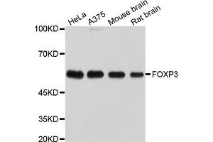 Western blot analysis of extracts of various cell lines, using FOXP3 antibody (ABIN5995545). (FOXP3 antibody)