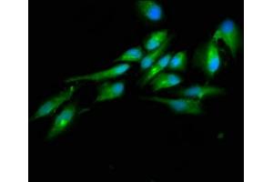 Immunofluorescence staining of Hela cells with ABIN7164423 at 1:100, counter-stained with DAPI.