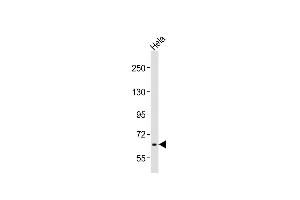 Anti-RAB11FIP5 Antibody (Center)at 1:2000 dilution + Hela whole cell lysates Lysates/proteins at 20 μg per lane. (RAB11FIP5 antibody  (AA 341-375))