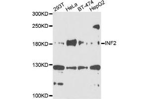 Western blot analysis of extracts of various cells, using INF2 antibody.