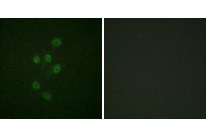 P-peptide - +Immunofluorescence analysis of A549 cells, using HDAC3 (Phospho-Ser424) antibody. (HDAC3 antibody  (pSer424))