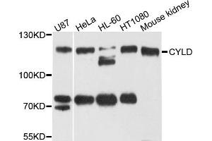 Western blot analysis of extract of various cells, using CYLD antibody. (CYLD antibody)