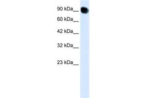 Western Blotting (WB) image for anti-Mediator Complex Subunit 16 (MED16) antibody (ABIN2460418)