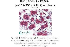 Image no. 1 for anti-Folate Hydrolase (Prostate-Specific Membrane Antigen) 1 (FOLH1) (AA 117-351) antibody (ABIN1723210) (PSMA antibody  (AA 117-351))